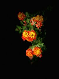 iphone flower photo